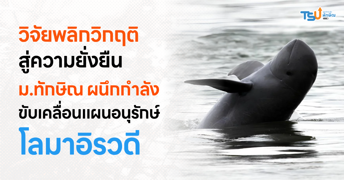 “วิจัยพลิกวิกฤติ สู่ความยั่งยืน” ม.ทักษิณ ผนึกกำลังร่วมขับเคลื่อนแผนอนุรักษ์โลมาอิรวดี ควบคู่พัฒนาอาชีพชุมชนรอบทะเลสาบสงขลา