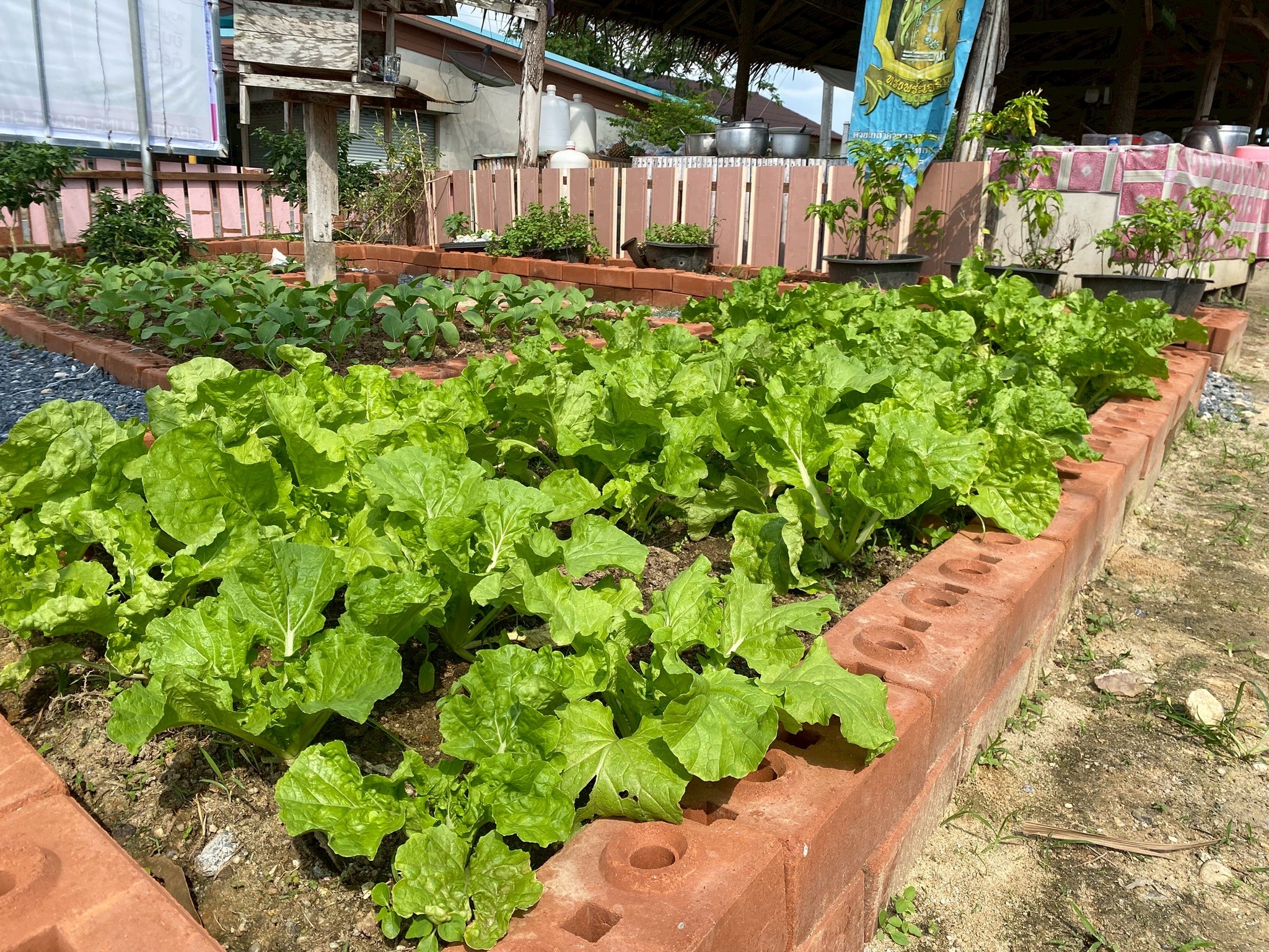 ตลาดเกษตรอินทรีย์ “#กลุ่มวิสาหกิจชุมชนสร้างสุข” ต.ชุมพล อ.ศรีนครินทร์ จ.พัทลุง เปิดพื้นที่แหล่งอาหารปลอดภัย เสริมเศรษฐกิจฐานรากอย่างยั่งยืน