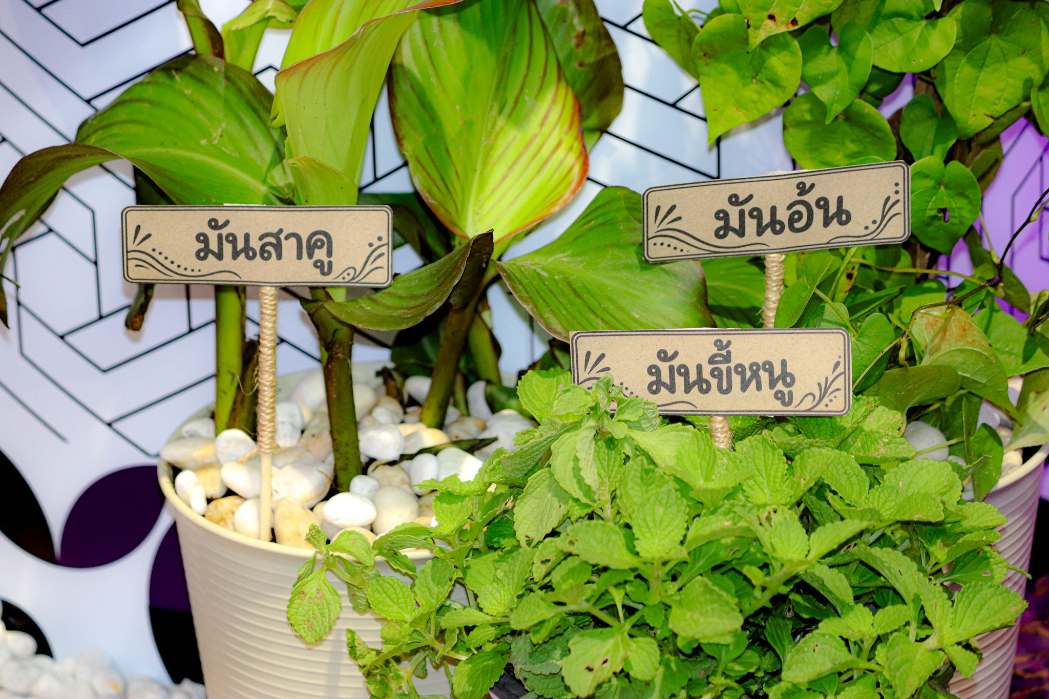 นิทรรศการศูนย์ประสานงาน อพ.สธ.-ม.ทักษิณ ชู 4 พืชพื้นถิ่นพัทลุง ถ่ายทอดคุณค่าทรัพยากรธรรมชาติ สู่การอนุรักษ์ วิจัย และนวัตกรรม