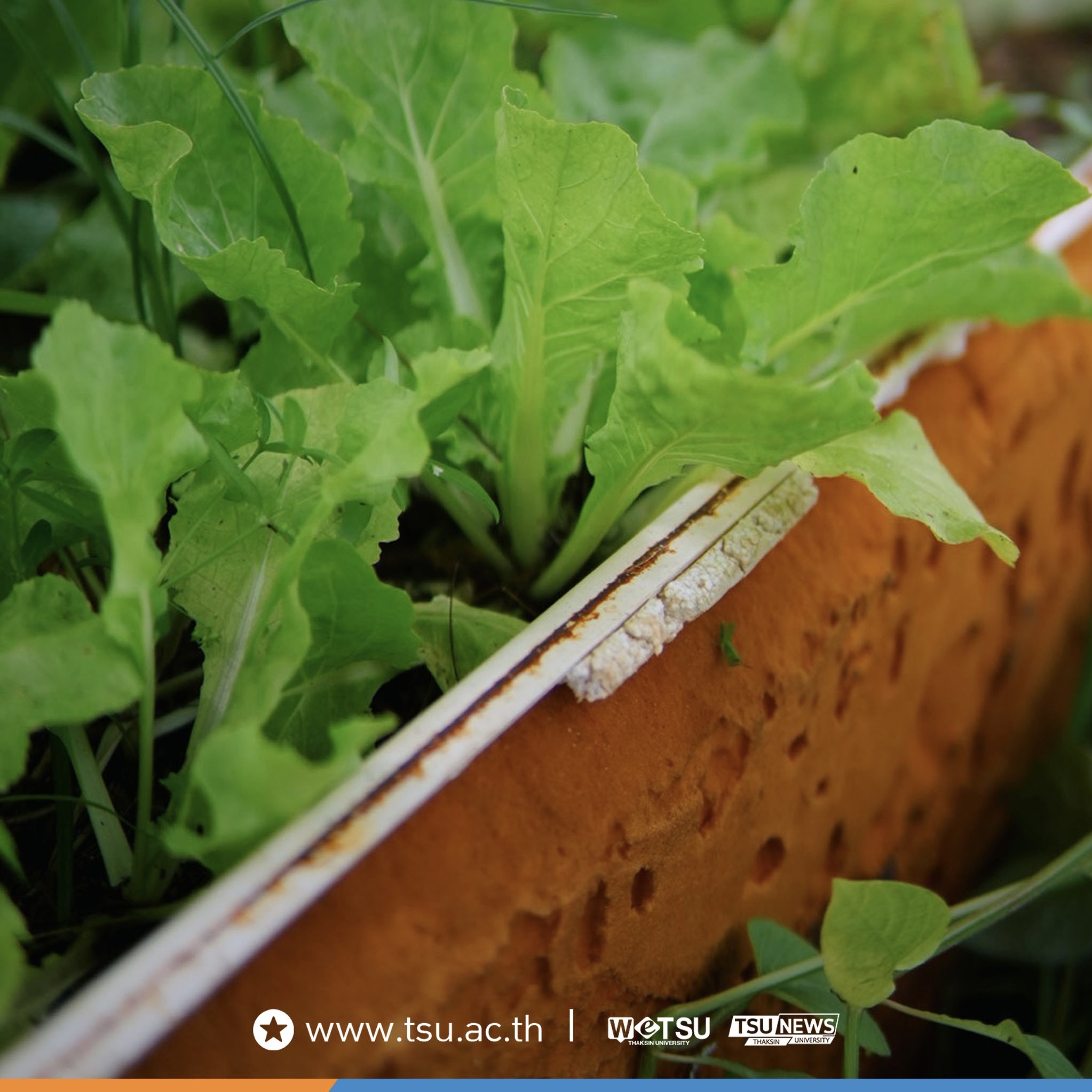 ตลาดเกษตรอินทรีย์ “#กลุ่มวิสาหกิจชุมชนสร้างสุข” ต.ชุมพล อ.ศรีนครินทร์ จ.พัทลุง เปิดพื้นที่แหล่งอาหารปลอดภัย เสริมเศรษฐกิจฐานรากอย่างยั่งยืน