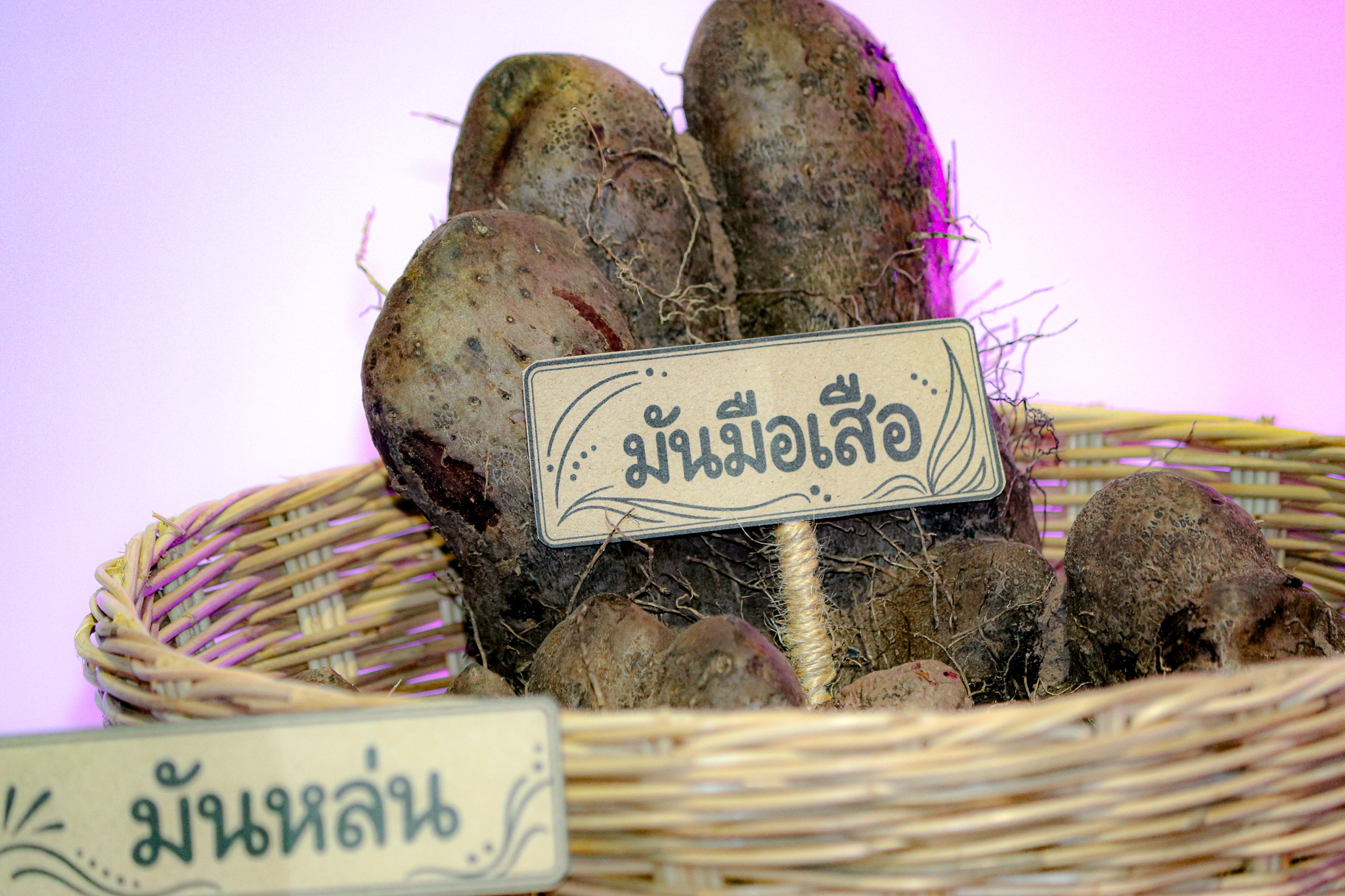 นิทรรศการศูนย์ประสานงาน อพ.สธ.-ม.ทักษิณ ชู 4 พืชพื้นถิ่นพัทลุง ถ่ายทอดคุณค่าทรัพยากรธรรมชาติ สู่การอนุรักษ์ วิจัย และนวัตกรรม