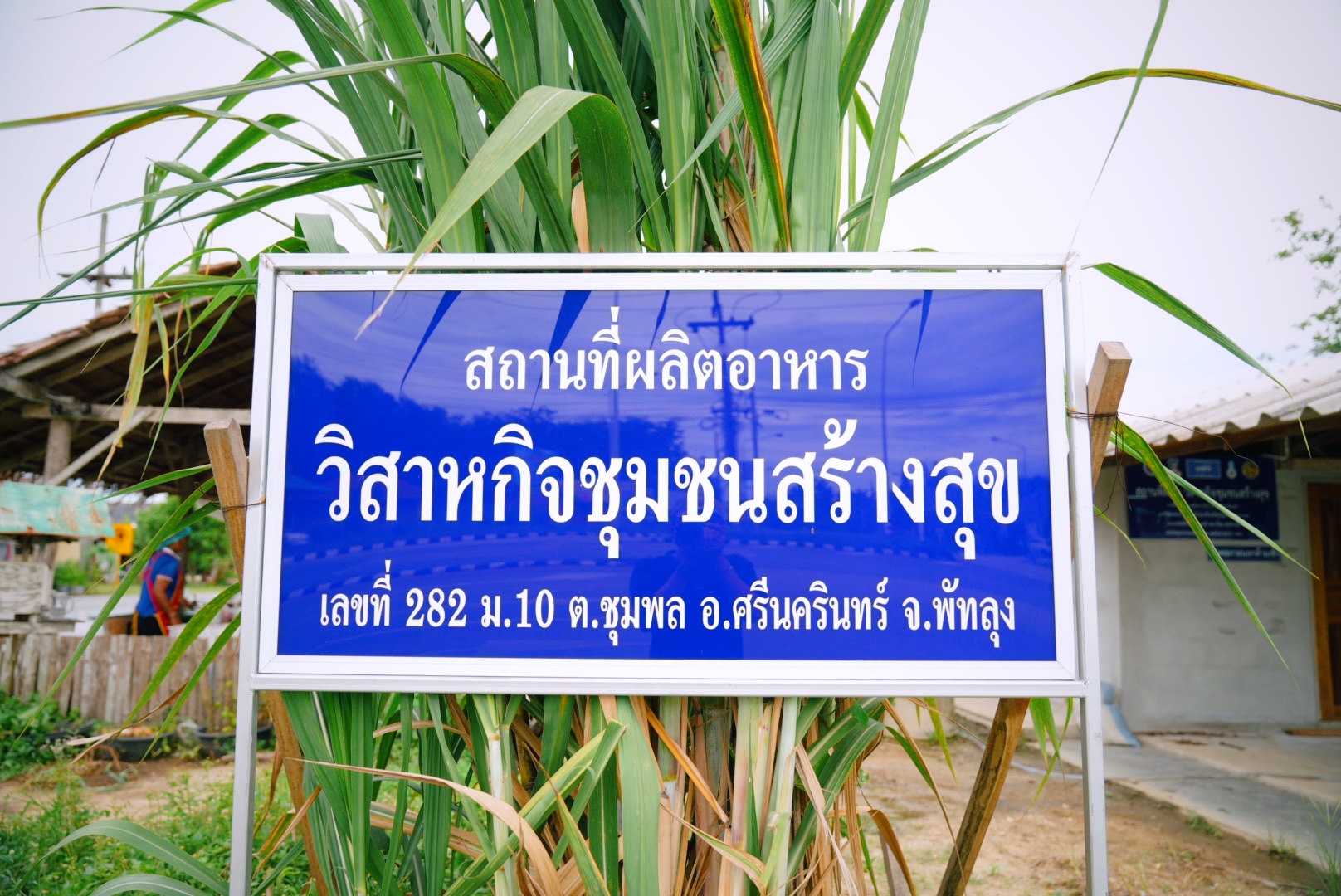 ตลาดเกษตรอินทรีย์ “#กลุ่มวิสาหกิจชุมชนสร้างสุข” ต.ชุมพล อ.ศรีนครินทร์ จ.พัทลุง เปิดพื้นที่แหล่งอาหารปลอดภัย เสริมเศรษฐกิจฐานรากอย่างยั่งยืน