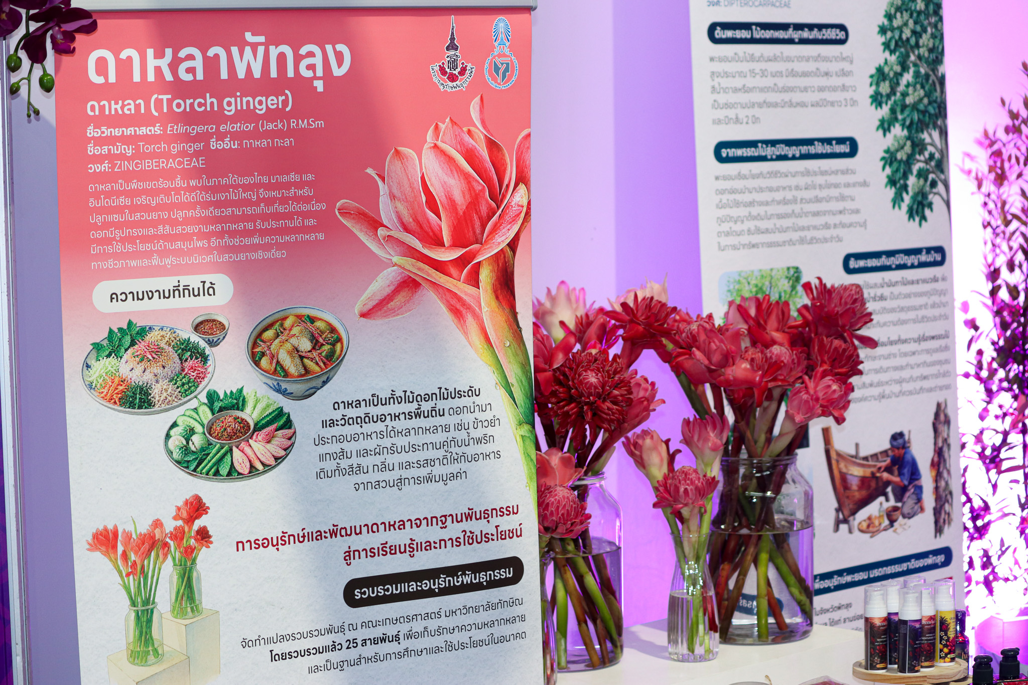 นิทรรศการศูนย์ประสานงาน อพ.สธ.-ม.ทักษิณ ชู 4 พืชพื้นถิ่นพัทลุง ถ่ายทอดคุณค่าทรัพยากรธรรมชาติ สู่การอนุรักษ์ วิจัย และนวัตกรรม