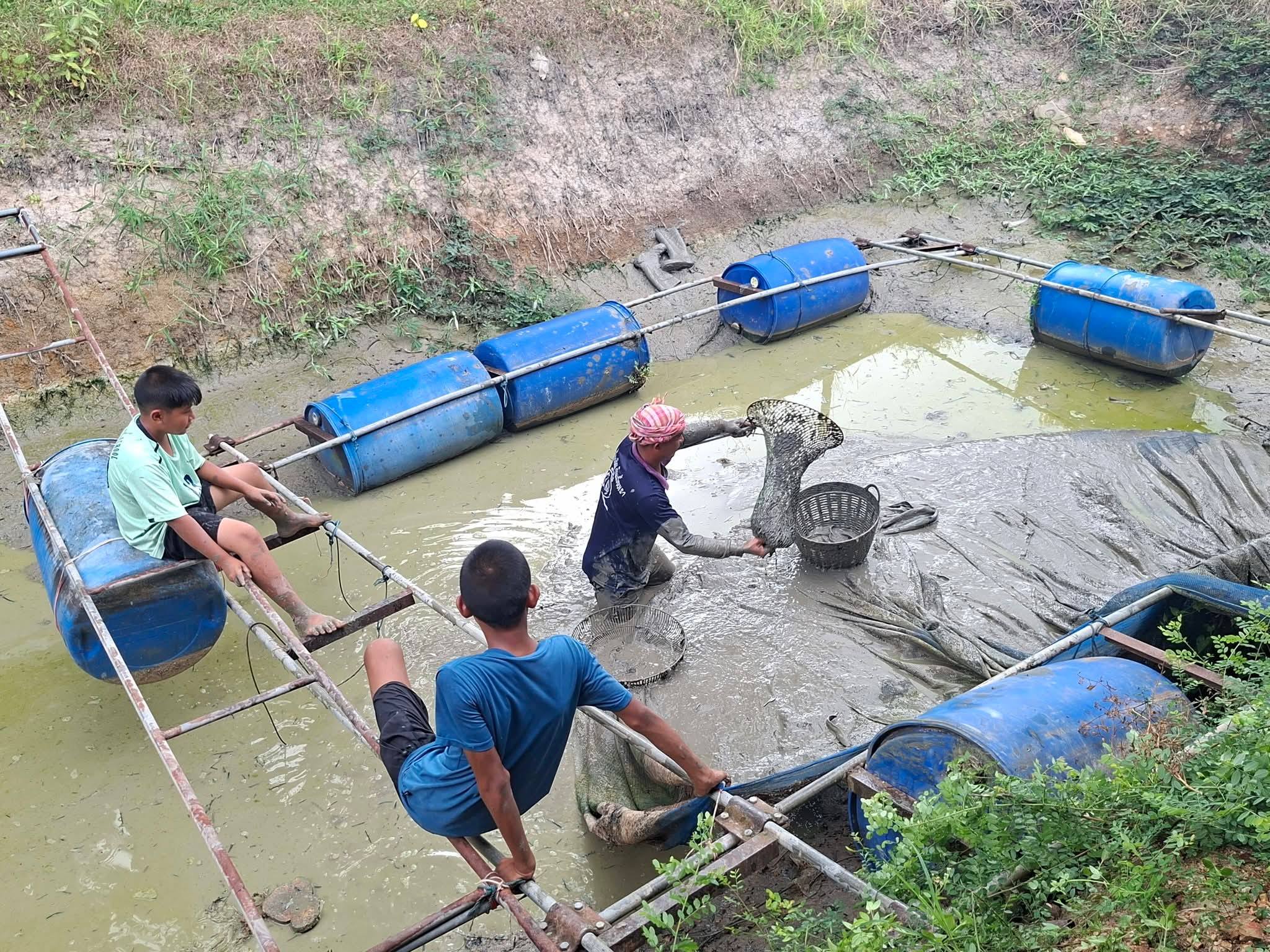 “บางแก้วโมเดล” ลงพื้นที่จับปลาดุก สร้างรายได้–ต่อยอดการเรียนรู้เชิงอาชีพในสถานศึกษา