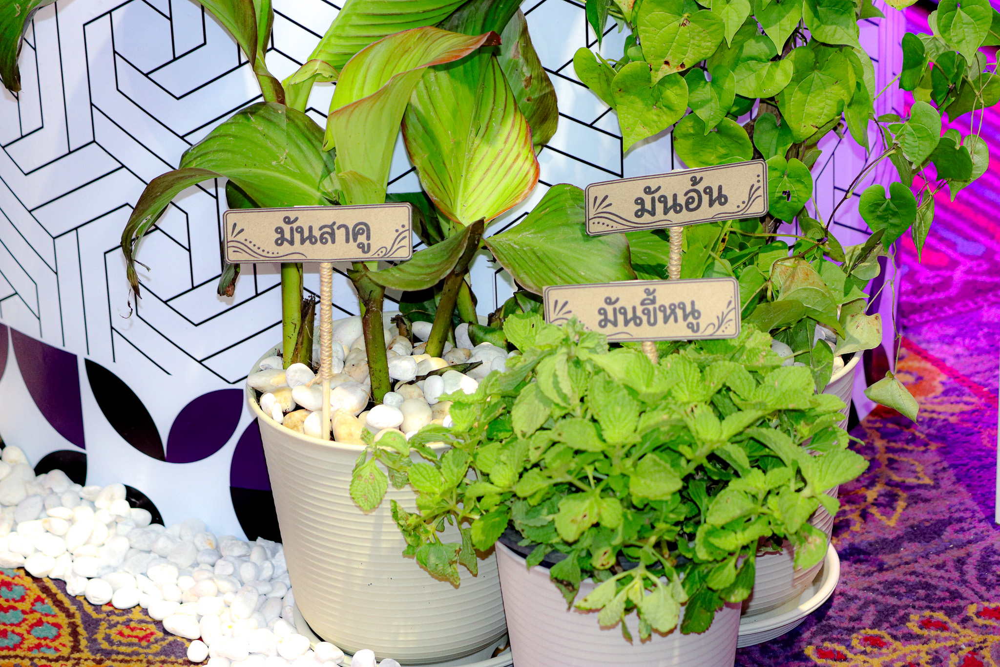 นิทรรศการศูนย์ประสานงาน อพ.สธ.-ม.ทักษิณ ชู 4 พืชพื้นถิ่นพัทลุง ถ่ายทอดคุณค่าทรัพยากรธรรมชาติ สู่การอนุรักษ์ วิจัย และนวัตกรรม