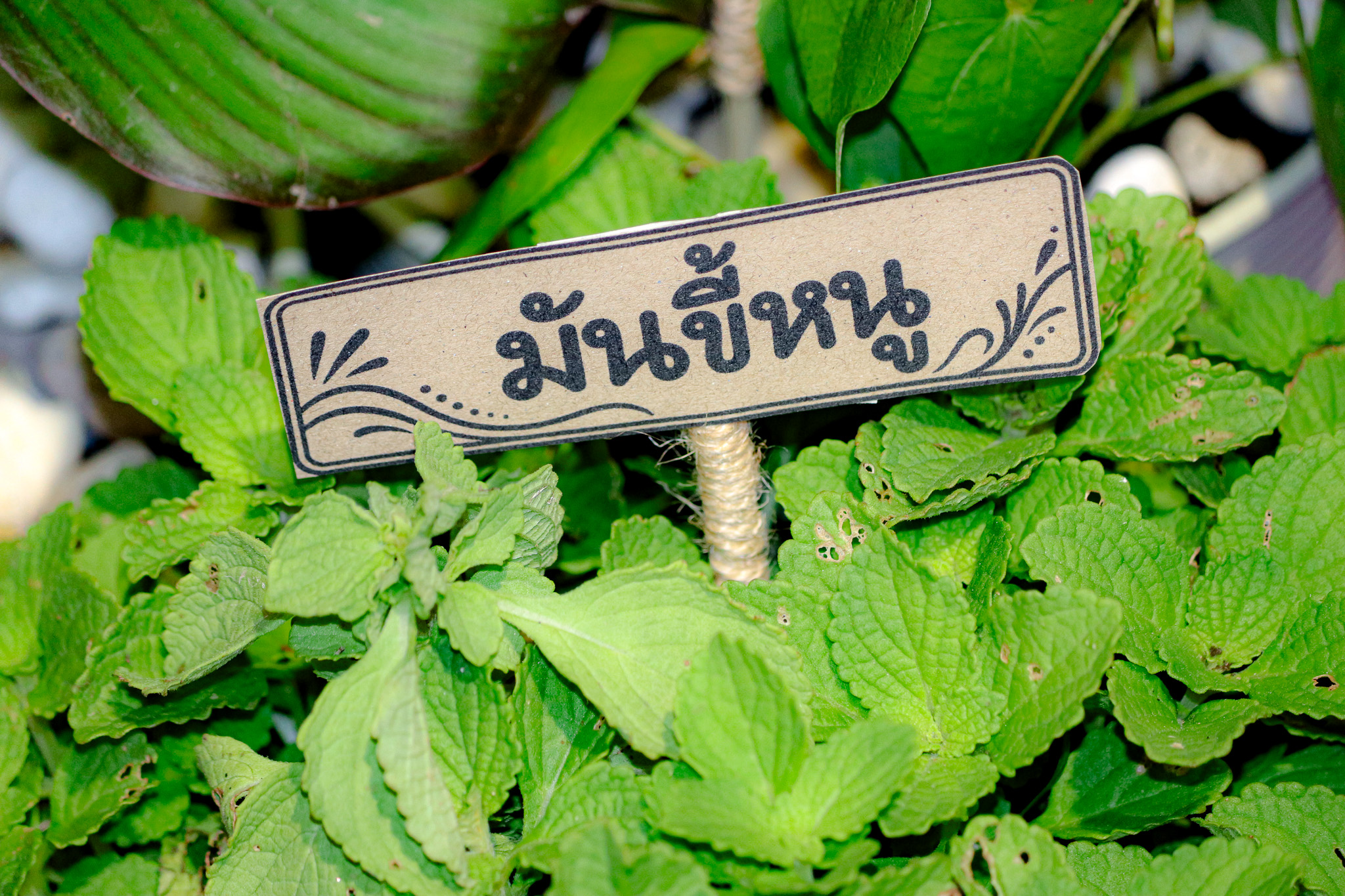 นิทรรศการศูนย์ประสานงาน อพ.สธ.-ม.ทักษิณ ชู 4 พืชพื้นถิ่นพัทลุง ถ่ายทอดคุณค่าทรัพยากรธรรมชาติ สู่การอนุรักษ์ วิจัย และนวัตกรรม