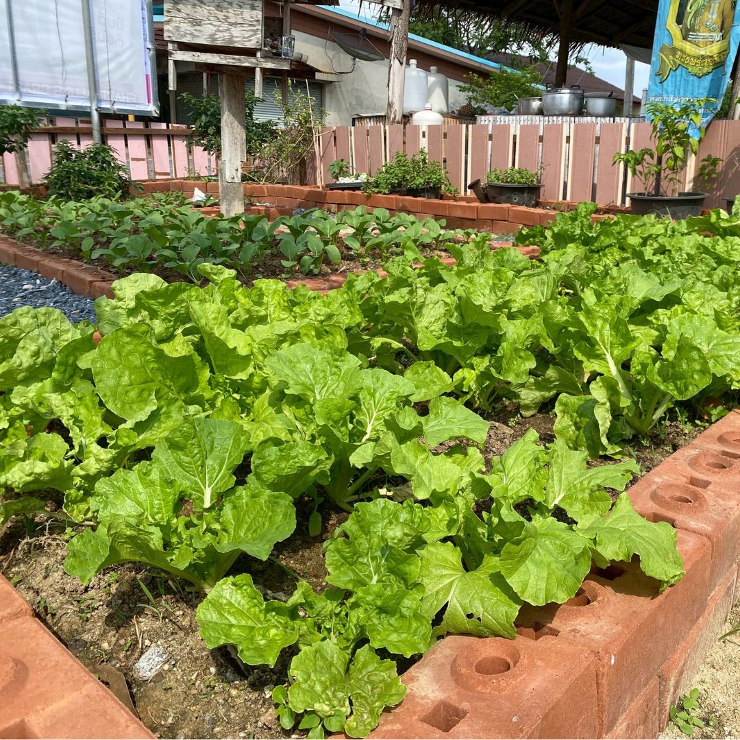ตลาดเกษตรอินทรีย์ “#กลุ่มวิสาหกิจชุมชนสร้างสุข” ต.ชุมพล อ.ศรีนครินทร์ จ.พัทลุง เปิดพื้นที่แหล่งอาหารปลอดภัย เสริมเศรษฐกิจฐานรากอย่างยั่งยืน