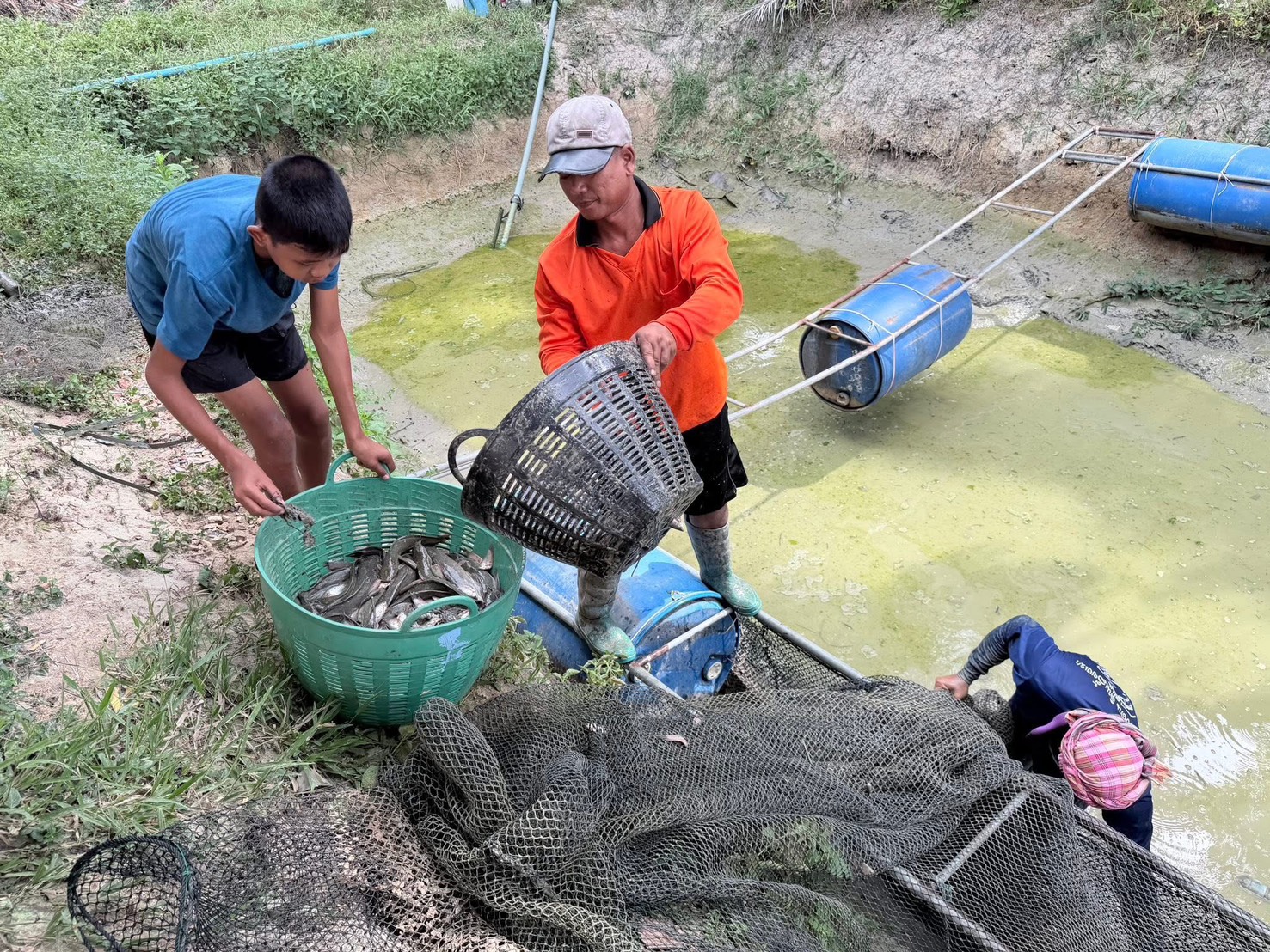 “บางแก้วโมเดล” ลงพื้นที่จับปลาดุก สร้างรายได้–ต่อยอดการเรียนรู้เชิงอาชีพในสถานศึกษา